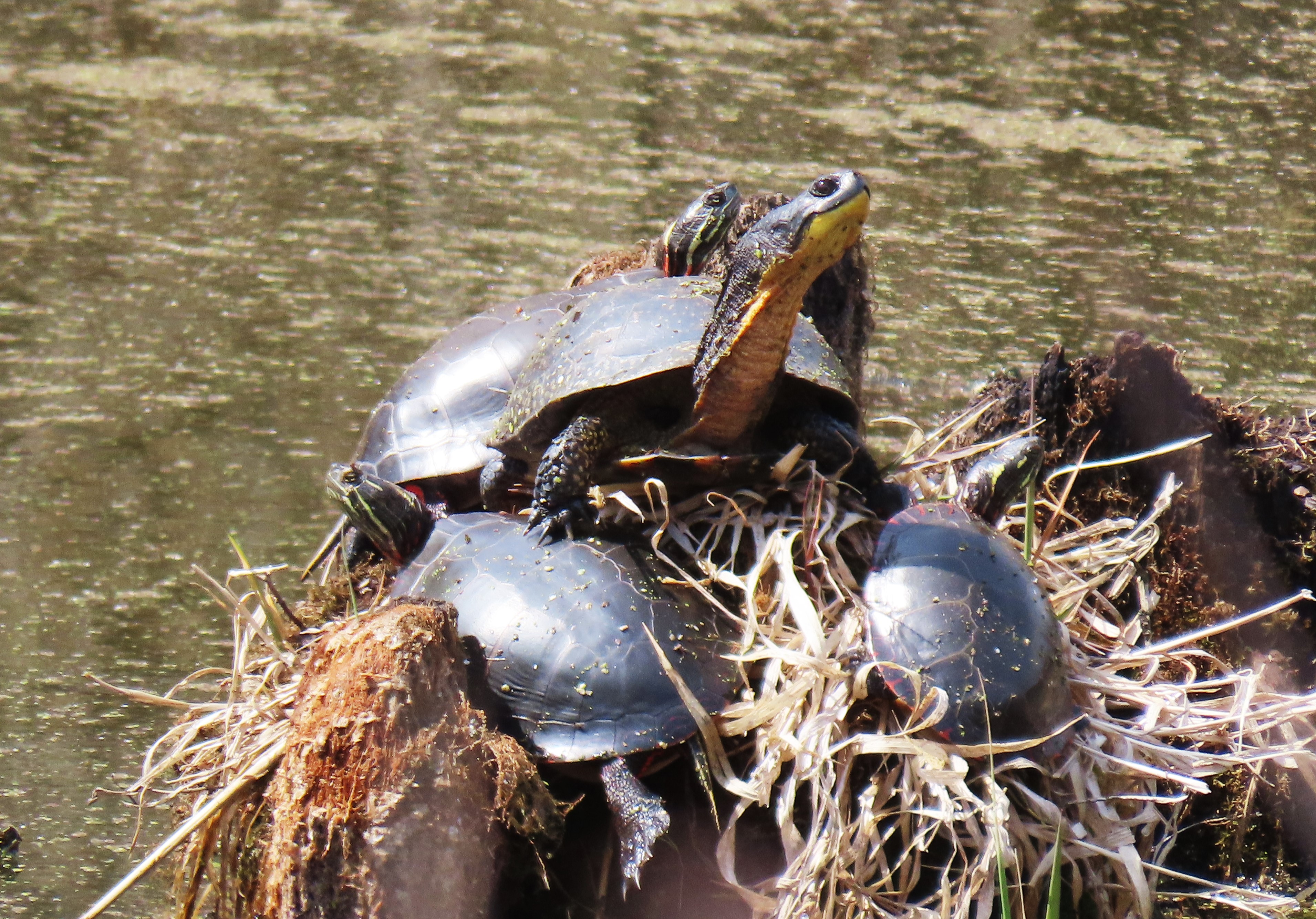 Blanding’s turtle sunning with Painted turtles